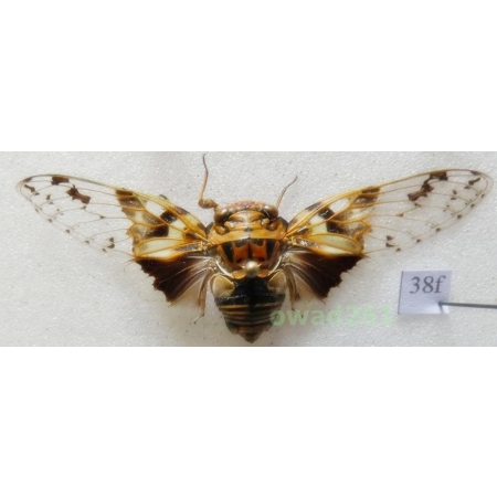 Platypleura nobilis Germar, 1830 52mm Indonesia, Java Is38f